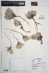 Physaria cinerea image