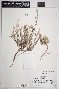 Physaria fendleri image