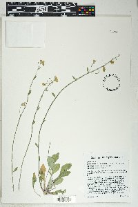 Physaria purpurea image