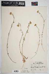 Physaria gordonii image