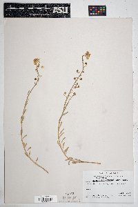Physaria gordonii image