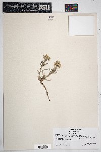 Physaria intermedia image
