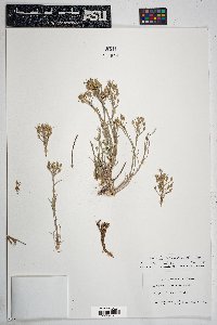 Physaria intermedia image