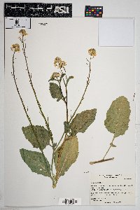 Sinapis arvensis image
