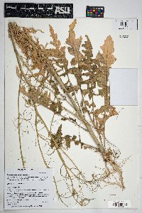 Sisymbrium altissimum image