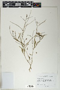 Sisymbrium orientale image