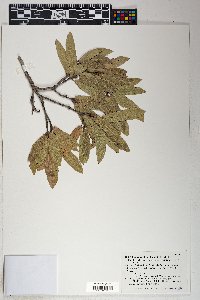 Quercus X knoblochii image