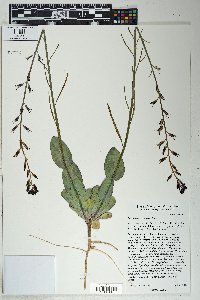 Streptanthus cordatus image