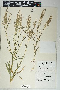 Thysanocarpus curvipes image