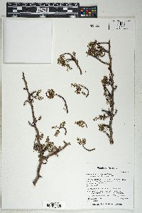 Bursera microphylla image