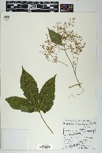 Humulus lupulus image