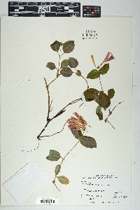 Lonicera arizonica image