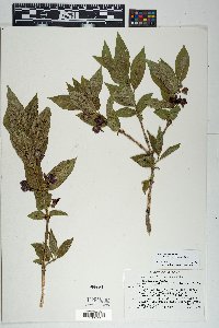 Lonicera involucrata image