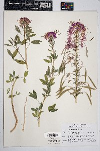 Cleomella serrulata image
