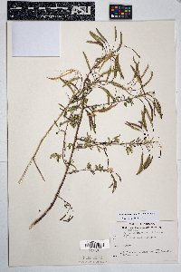 Peritoma lutea image