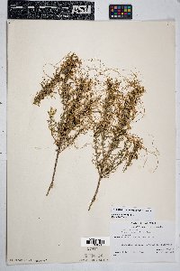 Cuscuta indecora image