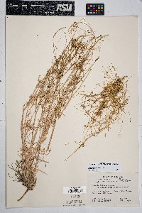 Cuscuta indecora image