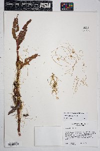 Cuscuta campestris image