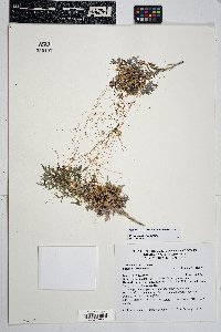 Cuscuta indecora image