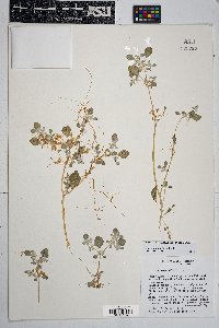 Cuscuta umbellata image
