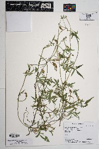 Ipomoea barbatisepala image