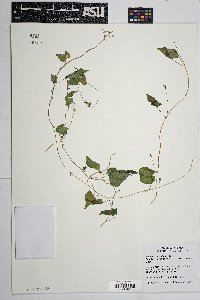 Ipomoea cristulata image