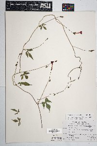 Ipomoea cristulata image