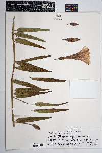 Ipomoea longifolia image