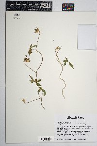 Ipomoea hederacea image