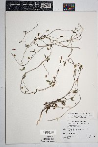 Ipomoea cristulata image