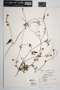 Ipomoea cristulata image