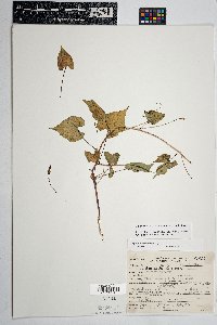Ipomoea cristulata image