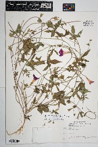 Ipomoea purpurea image