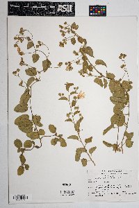 Jacquemontia pringlei image