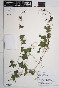 Marah gilensis image