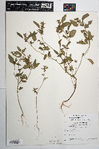 Acalypha neomexicana image
