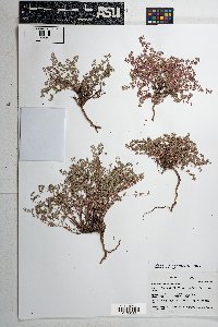 Euphorbia melanadenia image