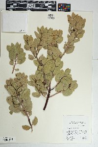 Arctostaphylos pringlei image