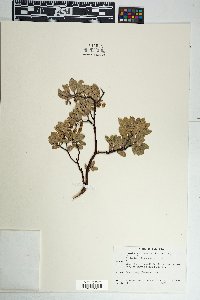 Arctostaphylos pungens image