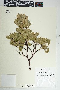 Arctostaphylos pungens image