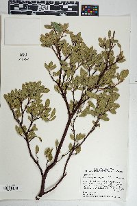 Arctostaphylos pungens image