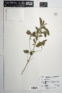Acalypha ostryifolia image