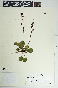 Pyrola chlorantha image