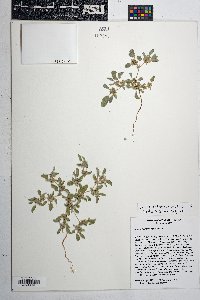 Croton lindheimerianus image