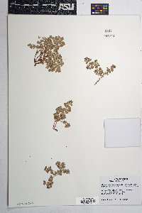 Euphorbia albomarginata image