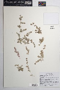 Euphorbia albomarginata image