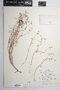 Euphorbia bilobata image