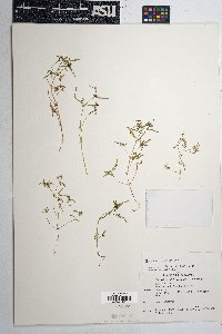 Euphorbia bilobata image