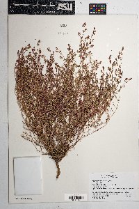 Euphorbia arizonica image