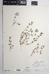 Chamaesyce capitellata image
